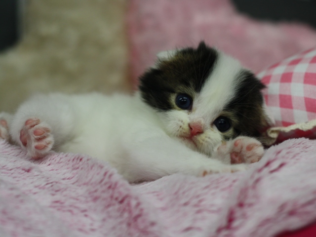 スコティッシュフォールドの子猫画像