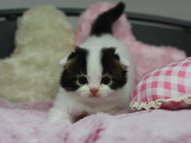 スコティッシュフォールドの子猫画像