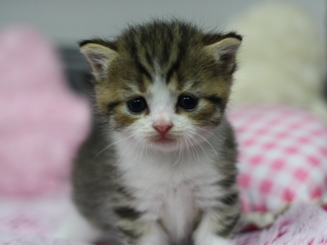 スコティッシュフォールドの子猫画像