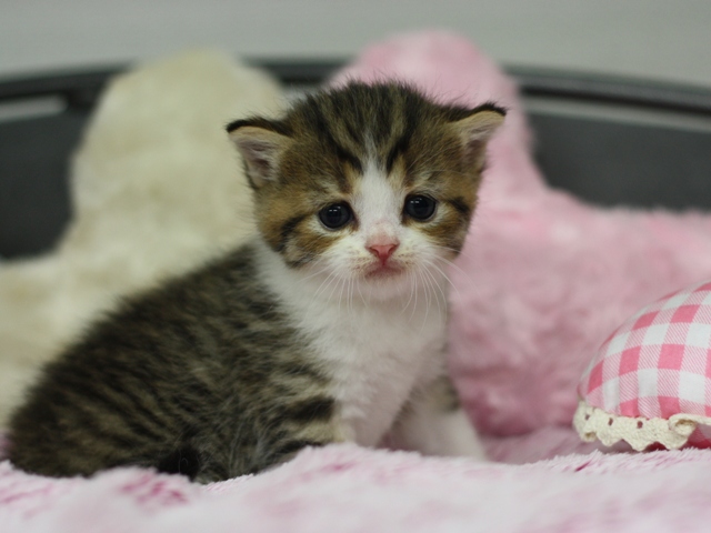 スコティッシュフォールドの子猫画像