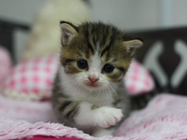 スコティッシュフォールドの子猫画像
