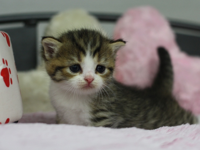 スコティッシュフォールドの子猫画像