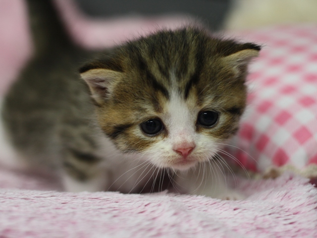 スコティッシュフォールドの子猫画像