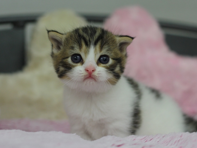 スコティッシュフォールドの子猫画像