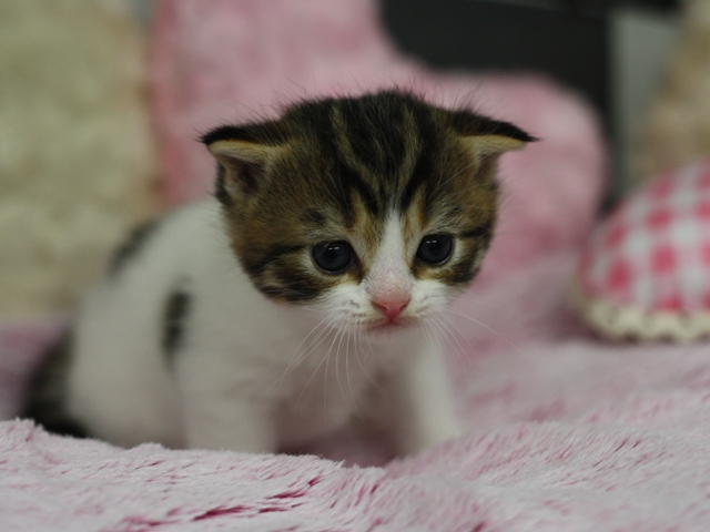 スコティッシュフォールドの子猫画像