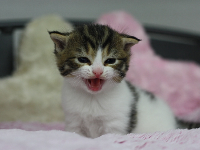 スコティッシュフォールドの子猫画像