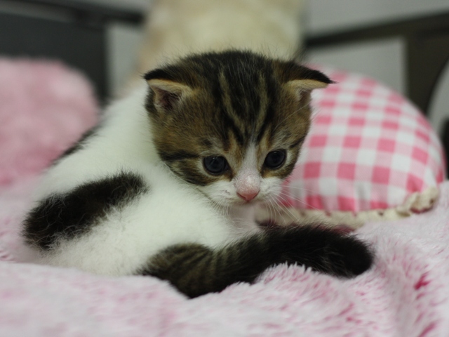 スコティッシュフォールドの子猫画像