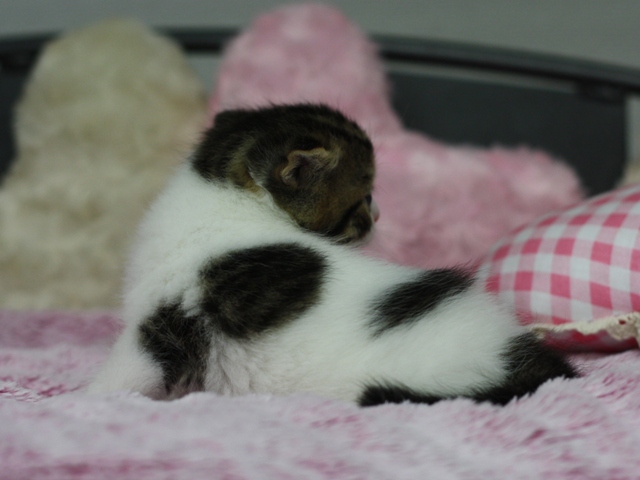 スコティッシュフォールドの子猫画像