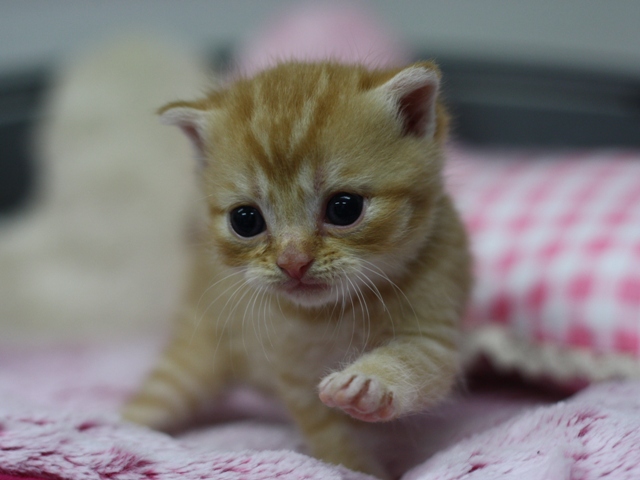 スコティッシュフォールドの子猫画像