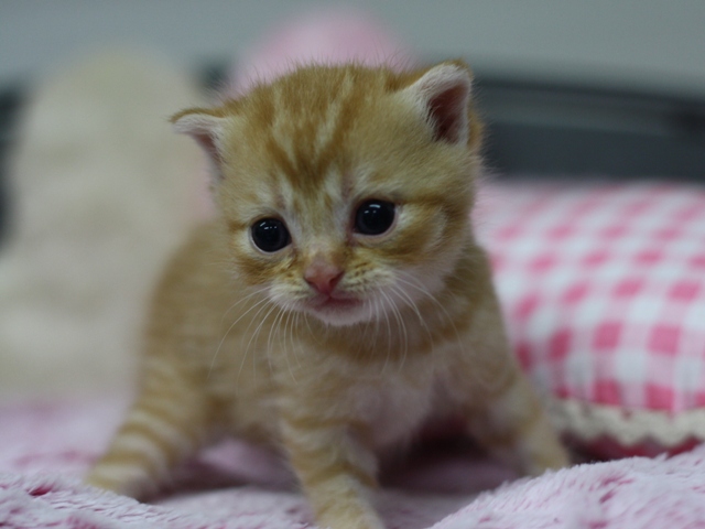 スコティッシュフォールドの子猫画像
