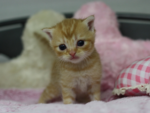 スコティッシュフォールドの子猫画像