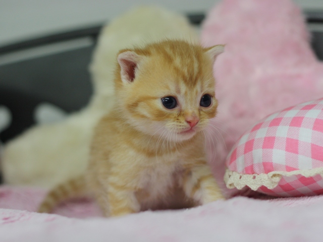 スコティッシュフォールドの子猫画像