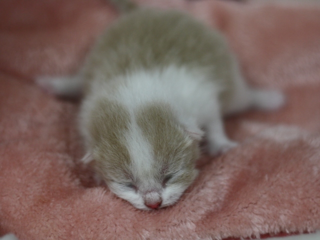 スコティッシュフォールドの子猫画像