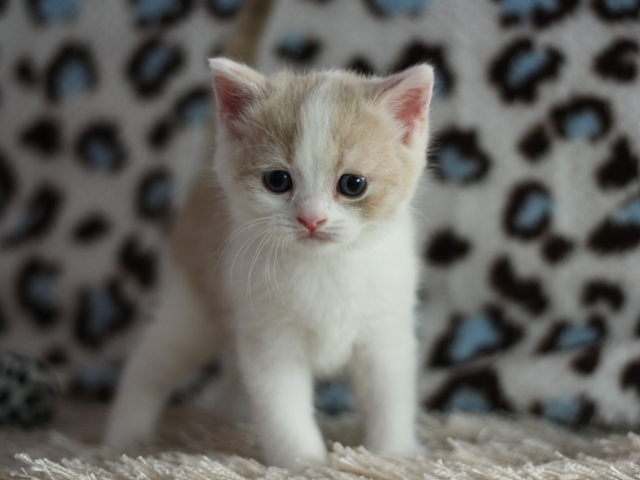 スコティッシュフォールドの子猫画像