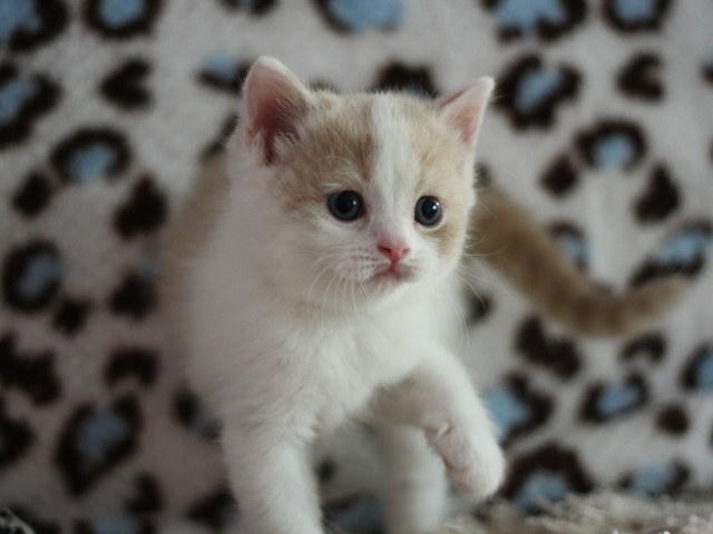 スコティッシュフォールドの子猫画像