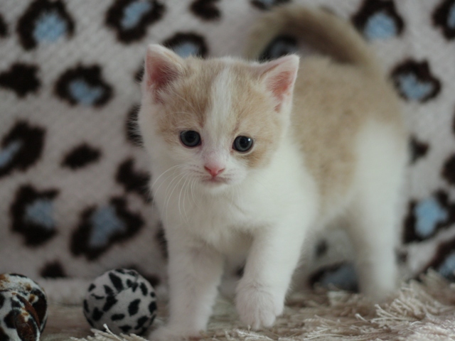 スコティッシュフォールドの子猫画像