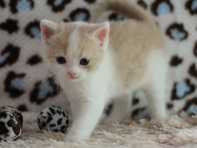 スコティッシュフォールドの子猫画像