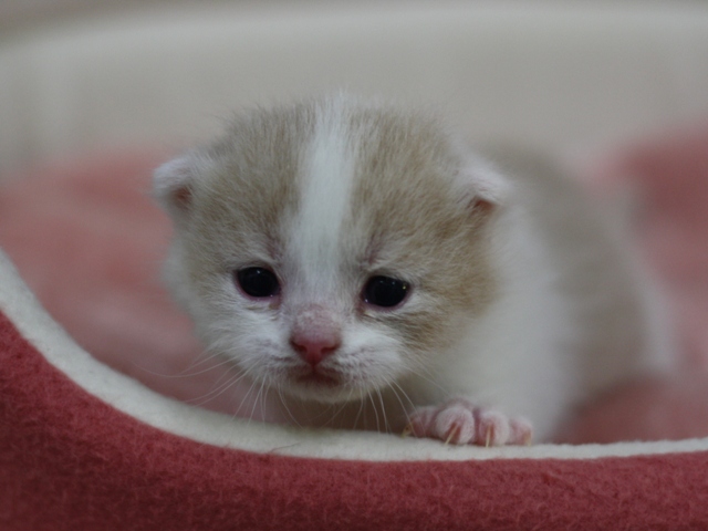スコティッシュフォールドの子猫画像