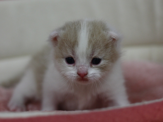 スコティッシュフォールドの子猫画像