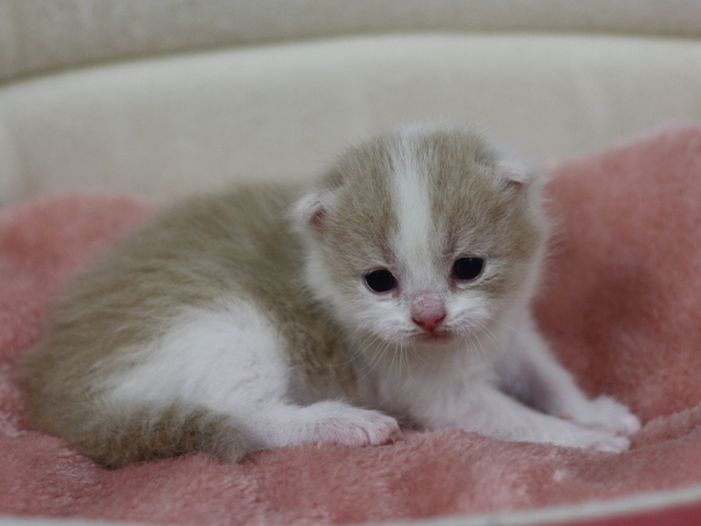 スコティッシュフォールドの子猫画像