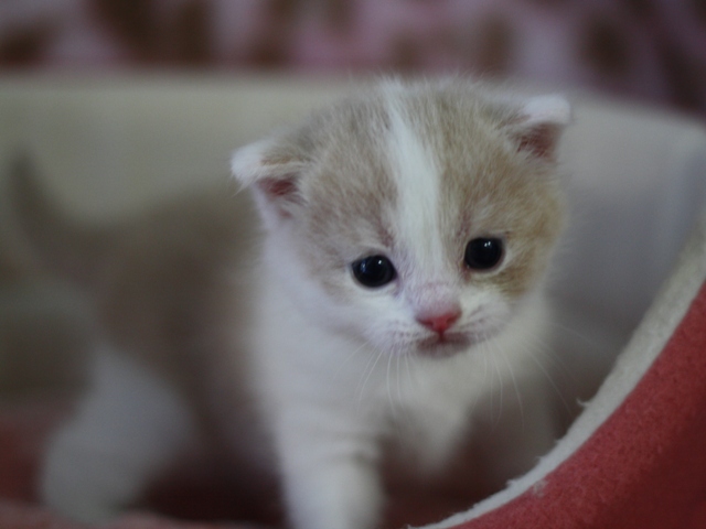 スコティッシュフォールドの子猫画像