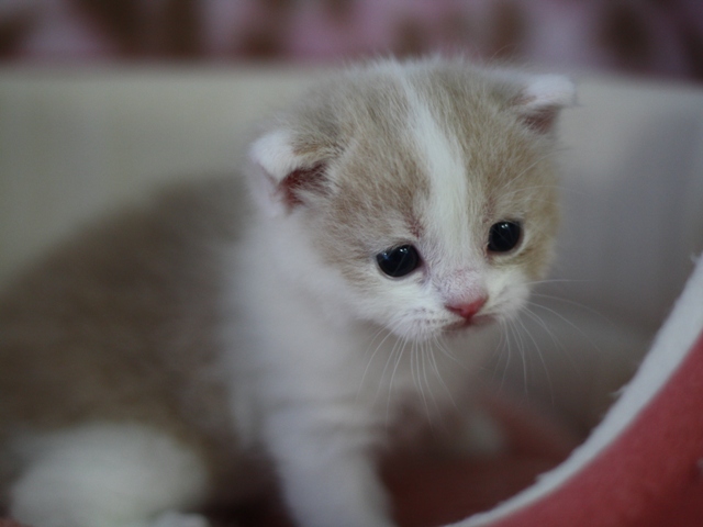スコティッシュフォールドの子猫画像