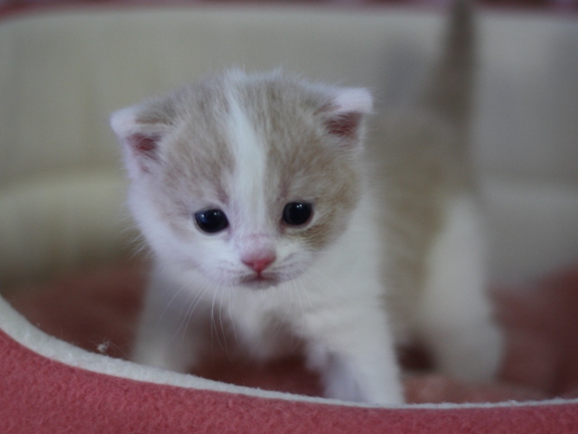 スコティッシュフォールドの子猫画像