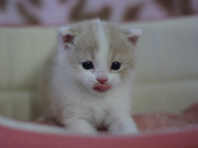 スコティッシュフォールドの子猫画像