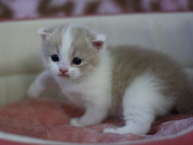 スコティッシュフォールドの子猫画像