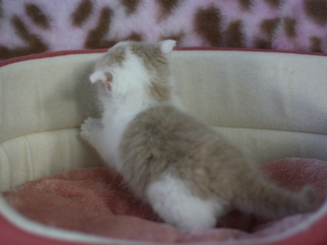 スコティッシュフォールドの子猫画像