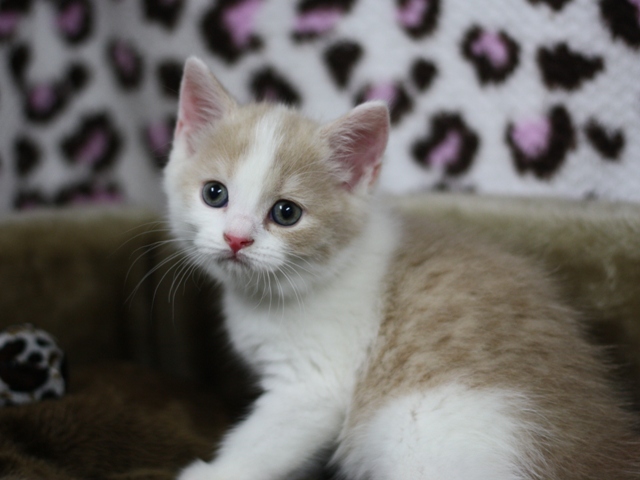 スコティッシュフォールドの子猫画像