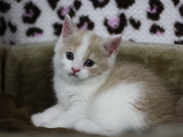 スコティッシュフォールドの子猫画像