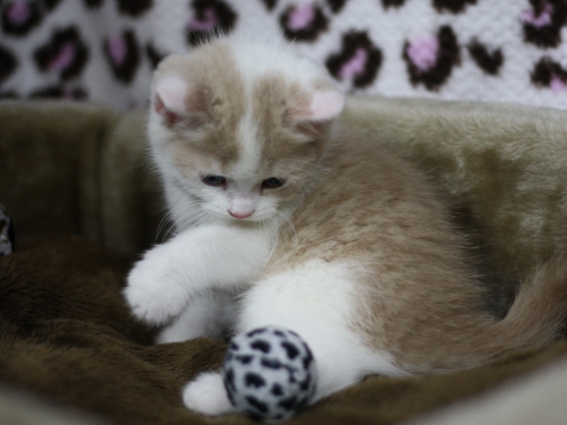 スコティッシュフォールドの子猫画像