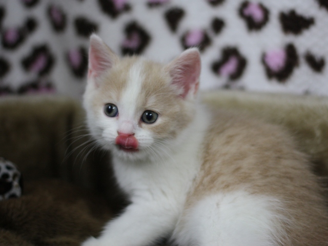スコティッシュフォールドの子猫画像