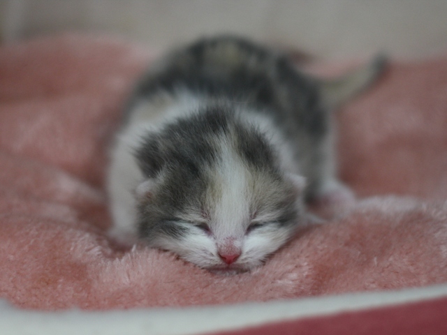 スコティッシュフォールドの子猫画像