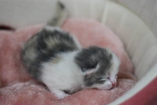 スコティッシュフォールドの子猫画像