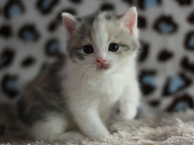 スコティッシュフォールドの子猫画像