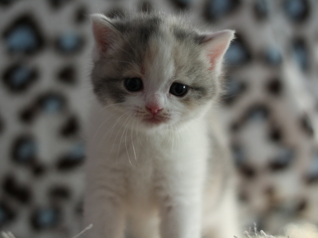 スコティッシュフォールドの子猫画像