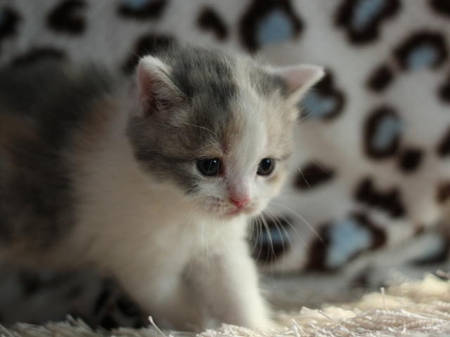 スコティッシュフォールドの子猫画像