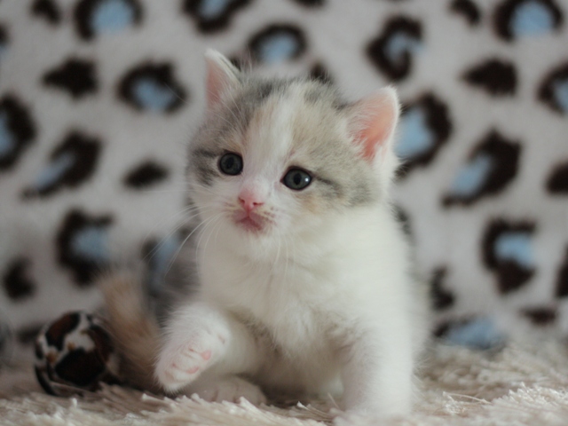 スコティッシュフォールドの子猫画像