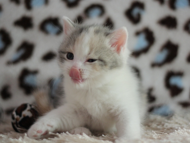 スコティッシュフォールドの子猫画像