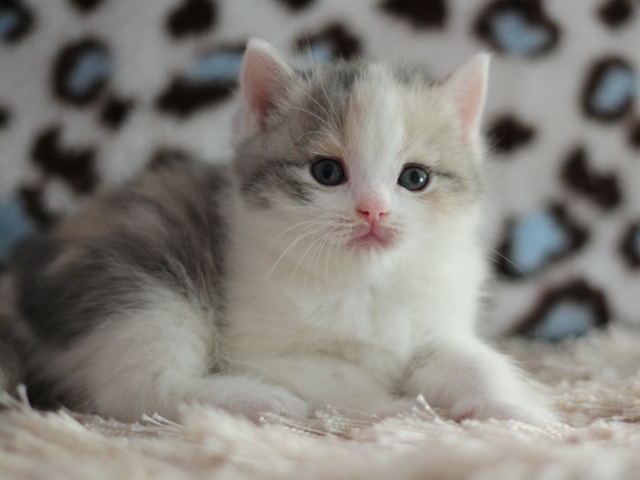 スコティッシュフォールドの子猫画像