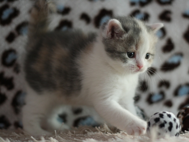 スコティッシュフォールドの子猫画像