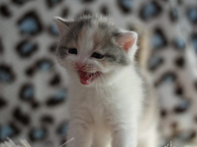 スコティッシュフォールドの子猫画像