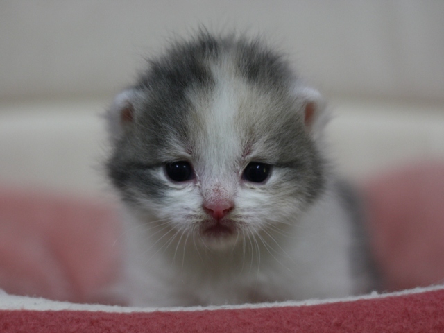 スコティッシュフォールドの子猫画像