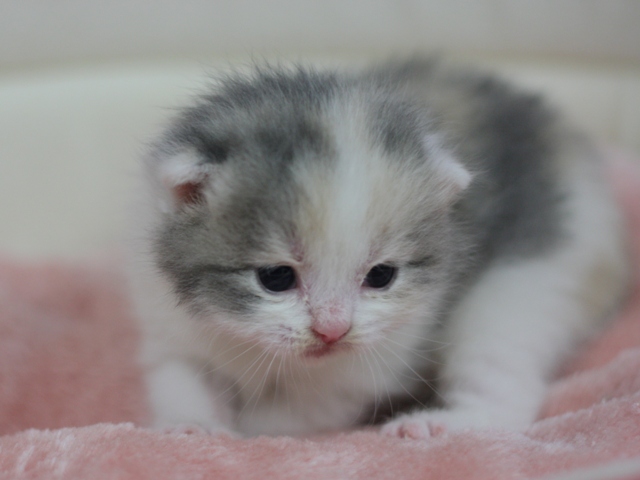 スコティッシュフォールドの子猫画像