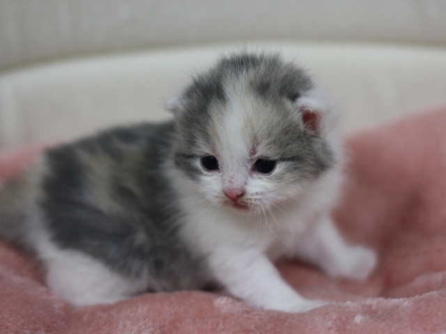 スコティッシュフォールドの子猫画像