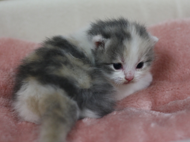 スコティッシュフォールドの子猫画像