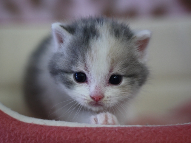 スコティッシュフォールドの子猫画像