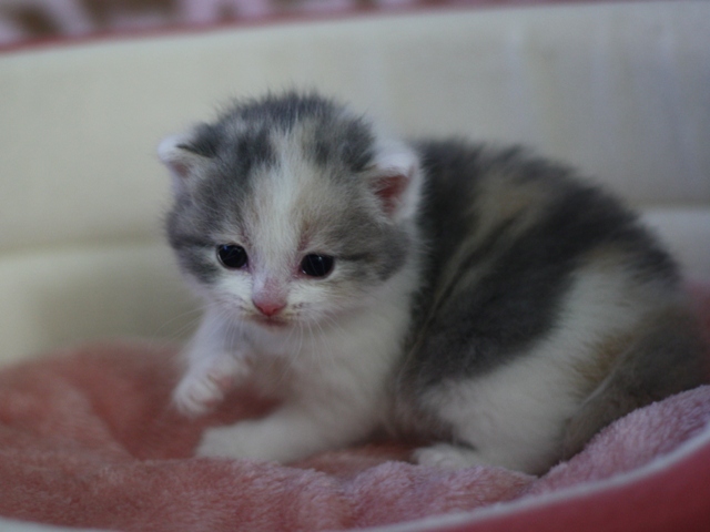 スコティッシュフォールドの子猫画像